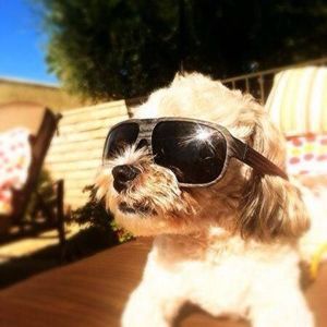 Meet your Posher, Joyce